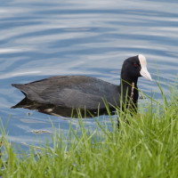 Hawaiian Coot